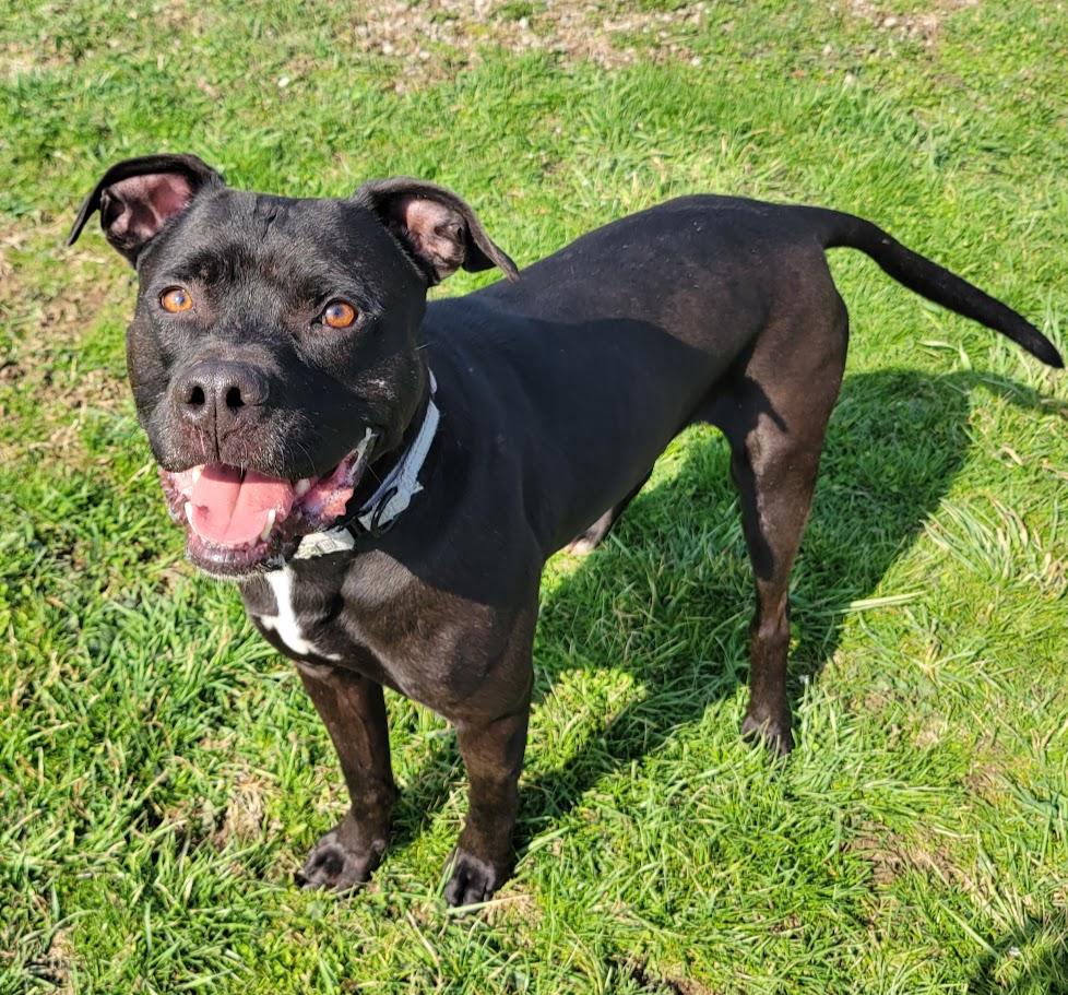 Enlarge Brint, a ADOPTABLE mixed breed in Lisbon, OH image 2/5