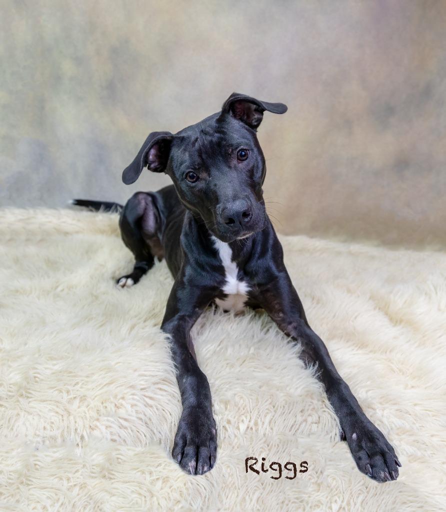 Riggs, Adoptable, Puppy Male Pit Bull Terrier.