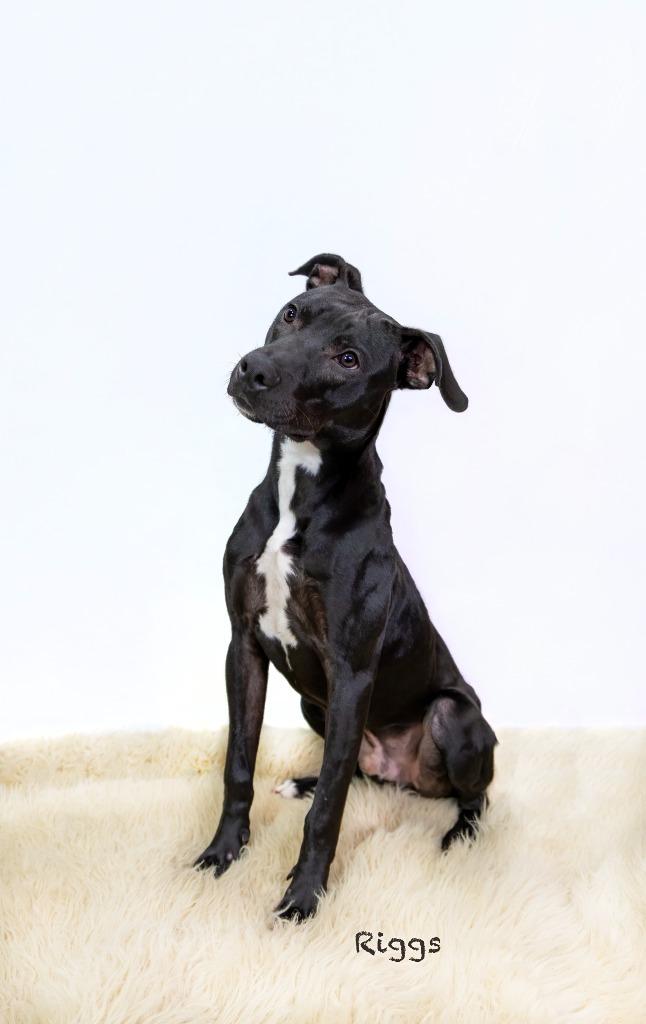 Enlarge Riggs, a Adoptable Pit Bull Terrier in Hot Springs Village, AR image 2/2