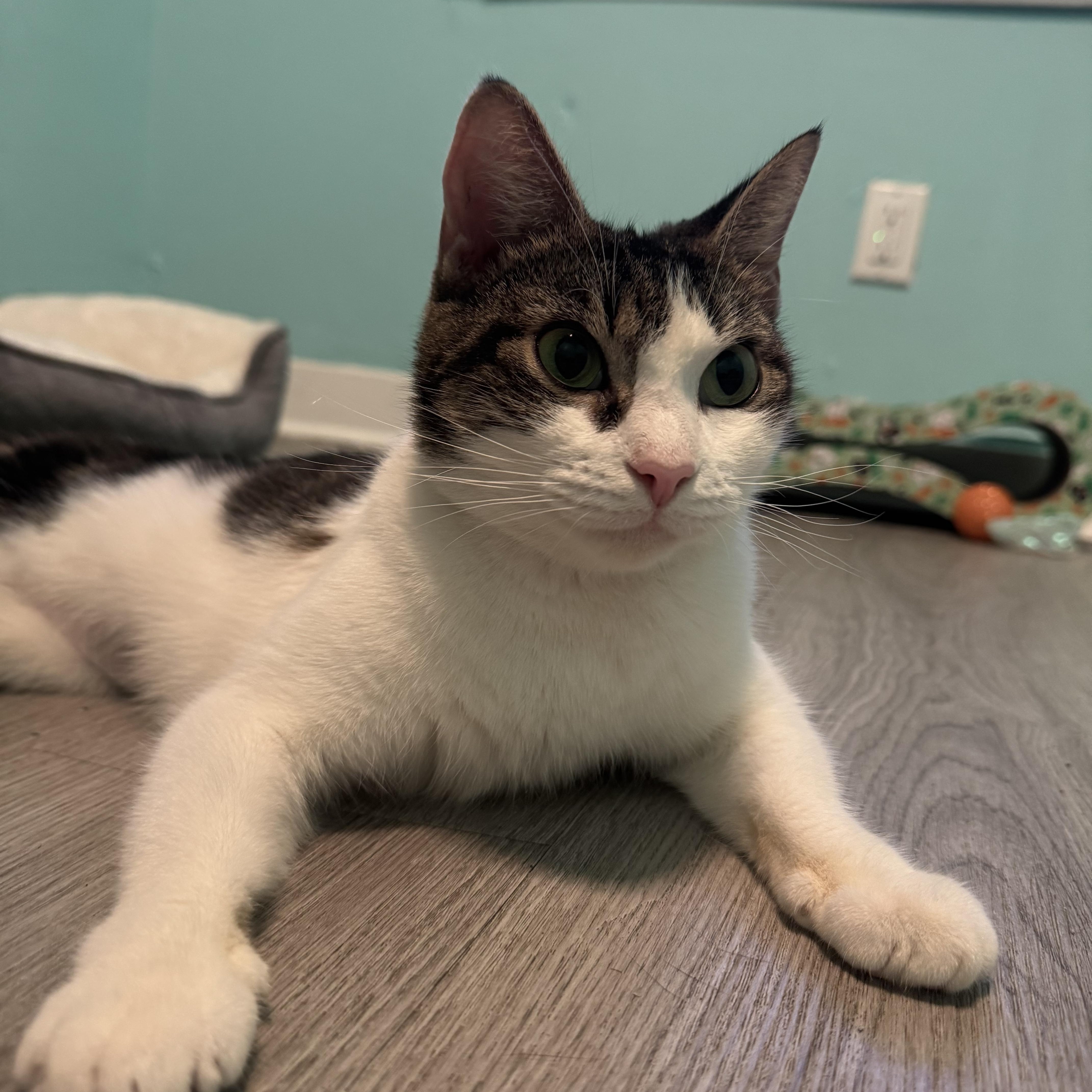 Moxie photo