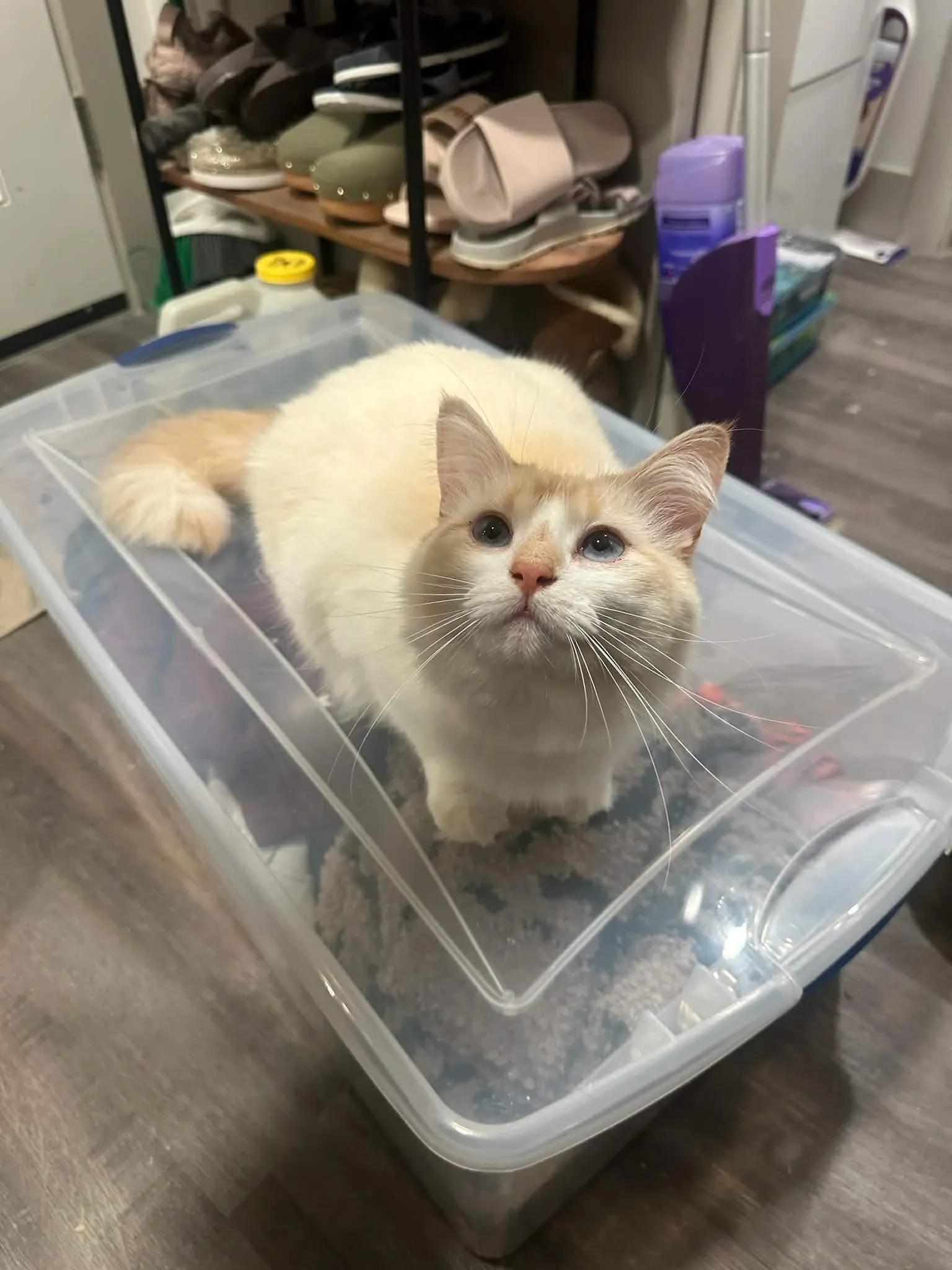 Enlarge Sissy, an adopted Siamese in Missoula, MT image 1/1