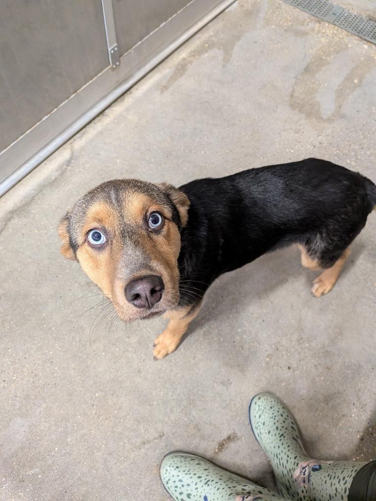 Marshall, Adoptable, Puppy Male German Shepherd Dog & Husky.