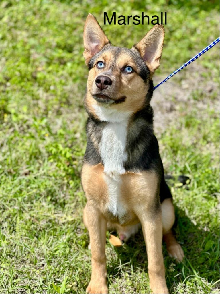 Marshall, Adoptable, Puppy Male German Shepherd Dog & Husky.