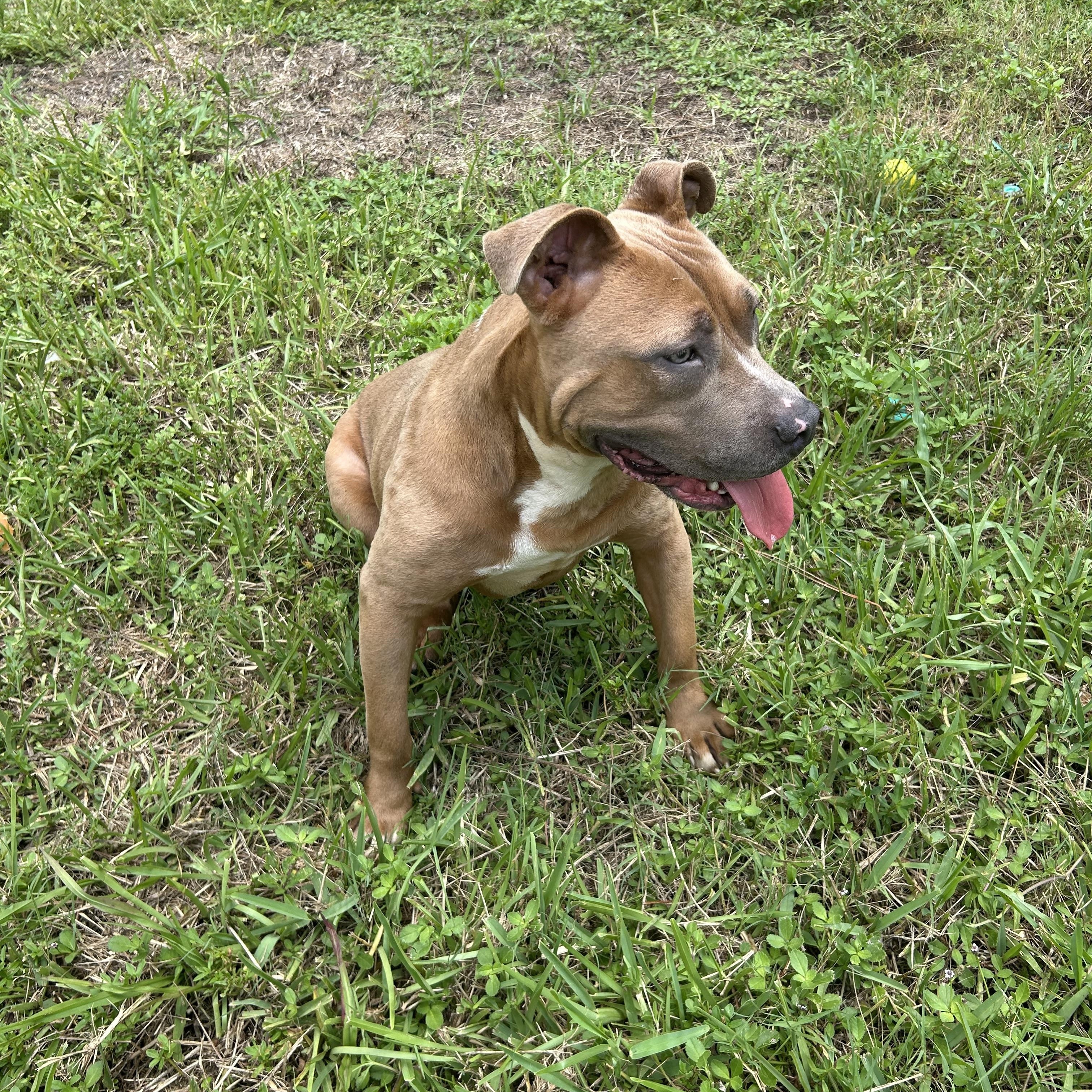Tank, an adoptable mixed breed in Boca Raton, FL image 2/6