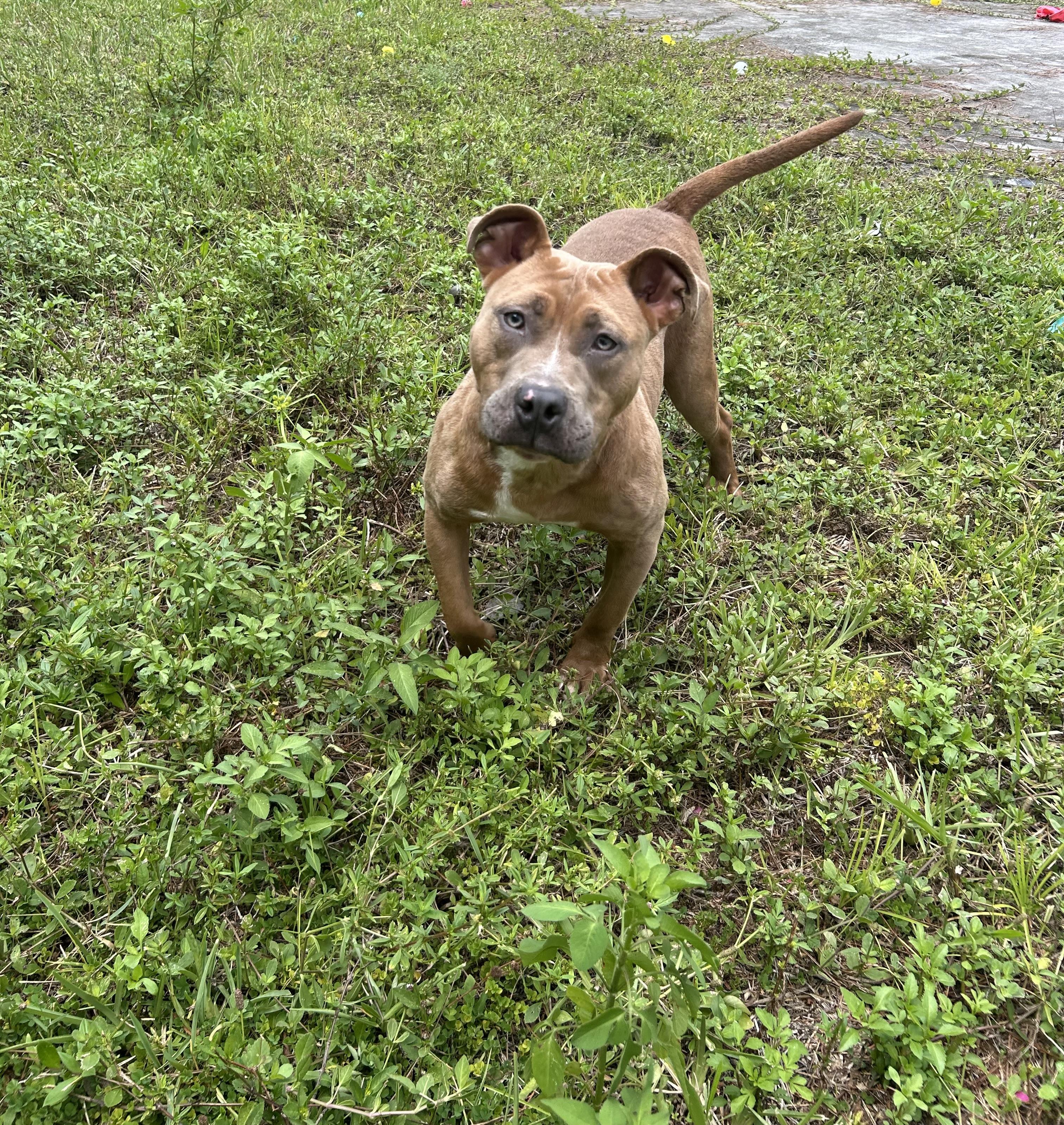 Tank, an adoptable mixed breed in Boca Raton, FL image 3/6