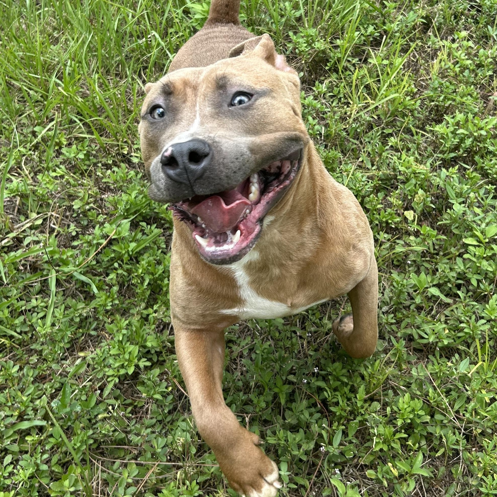 Tank, an adoptable mixed breed in Boca Raton, FL image 5/6