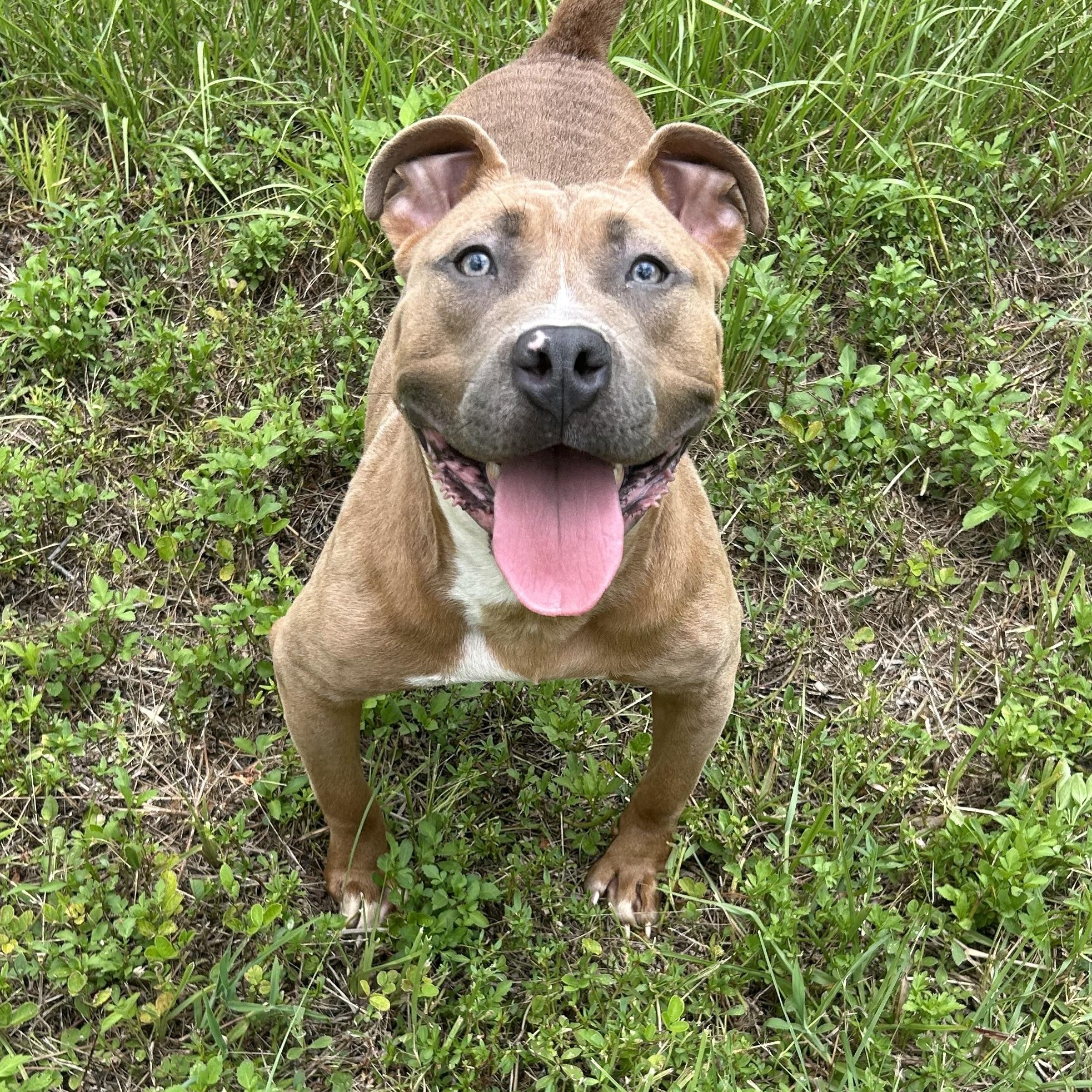 Tank, an adoptable mixed breed in Boca Raton, FL image 1/6