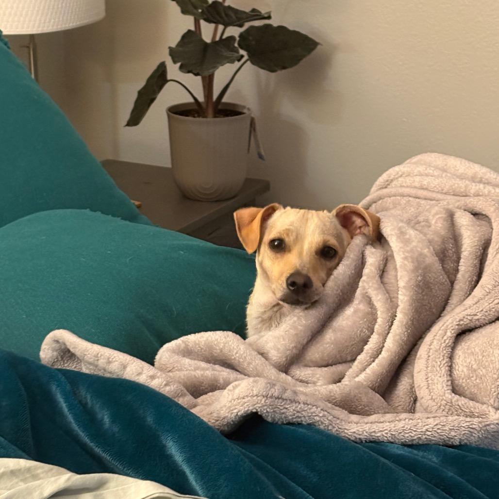 Olive, Adoptable, Adult Female Terrier.