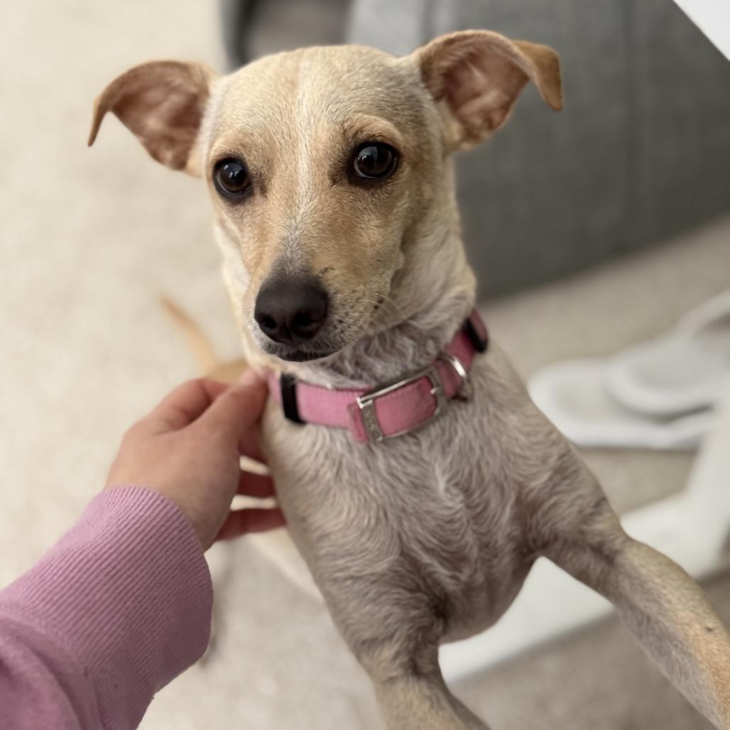 Enlarge Olive, a Adoptable Terrier in San Diego, CA image 2/6