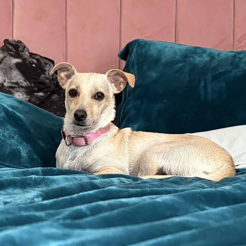 Enlarge Olive, a Adoptable Terrier in San Diego, CA image 2/6