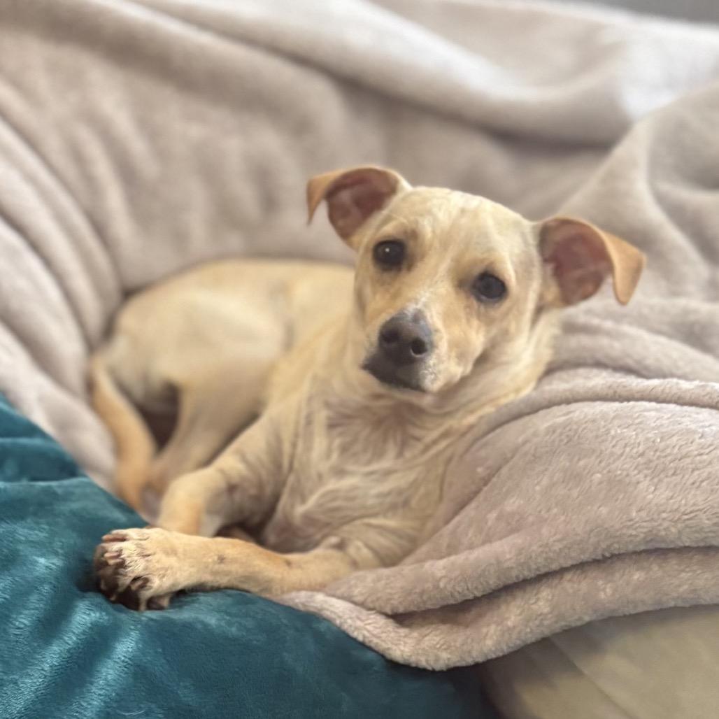 Enlarge Olive, a Adoptable Terrier in San Diego, CA image 2/6