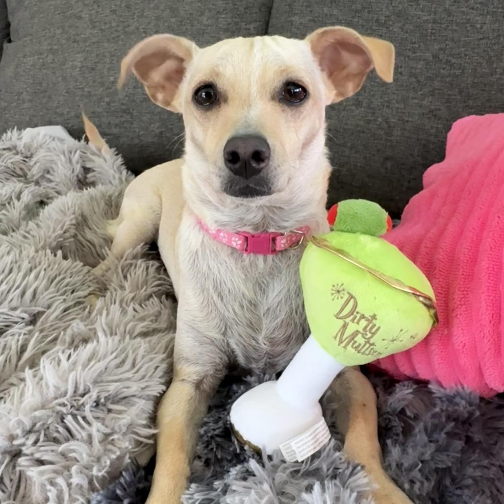 Enlarge Olive, a Adoptable Terrier in San Diego, CA image 3/6