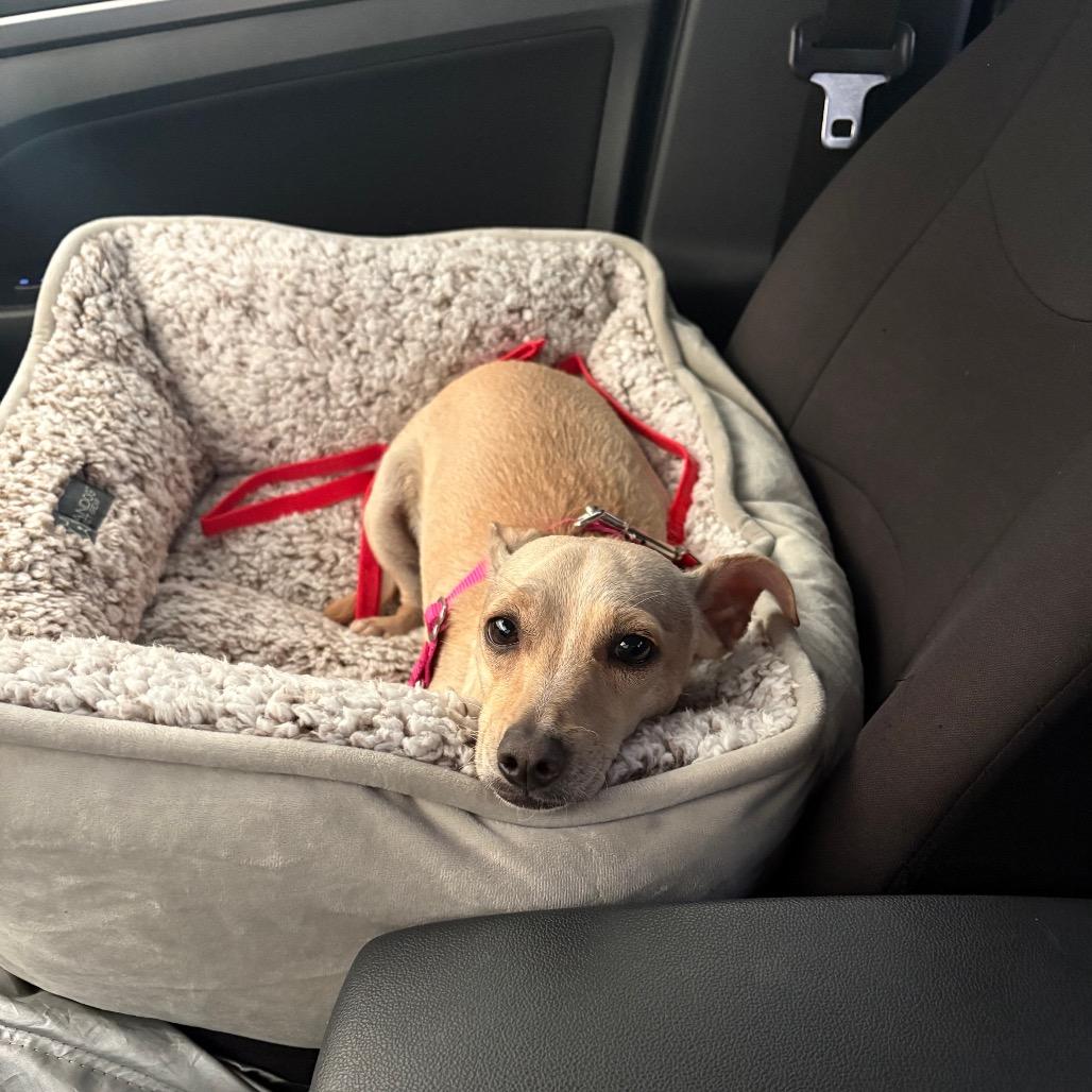 Enlarge Olive, a Adoptable Terrier in San Diego, CA image 4/6