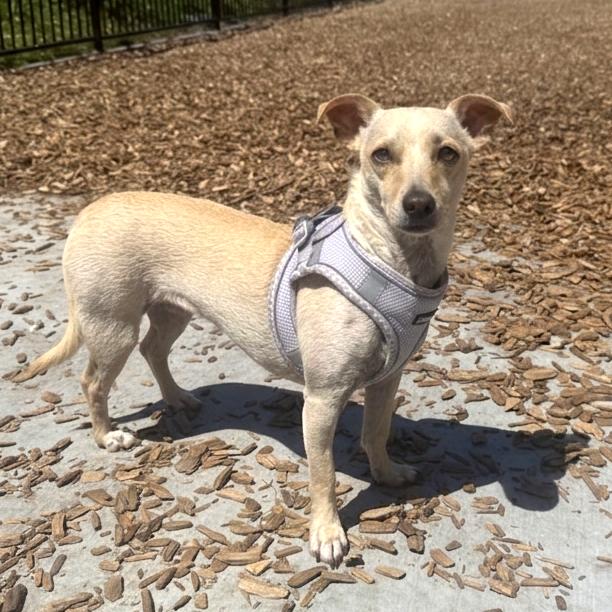 Enlarge Olive, a Adoptable Terrier in San Diego, CA image 5/6