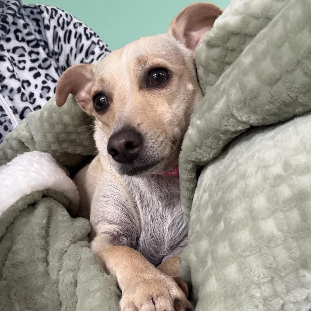 Enlarge Olive, a Adoptable Terrier in San Diego, CA image 5/6