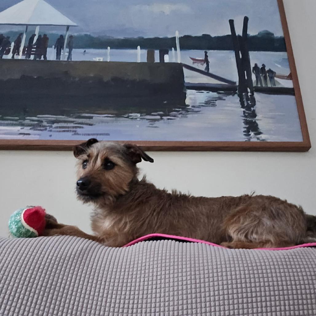 Kenobi (Obi Wan Kenobi), Adoptable, Adult Male Yorkshire Terrier & Jack Russell Terrier.