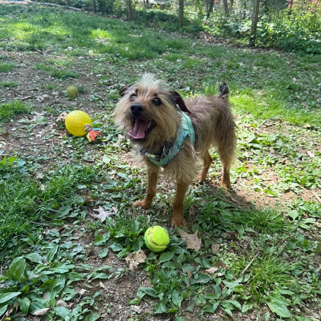 Enlarge Kenobi (Obi Wan Kenobi), a Adoptable mixed breed in West Chester, PA image 2/6