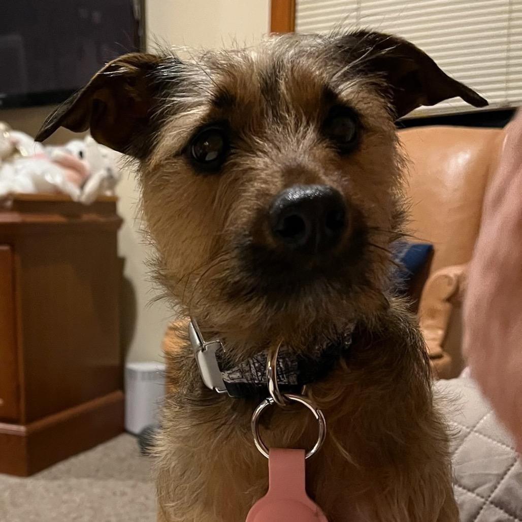 Enlarge Kenobi (Obi Wan Kenobi), a Adoptable mixed breed in West Chester, PA image 5/6
