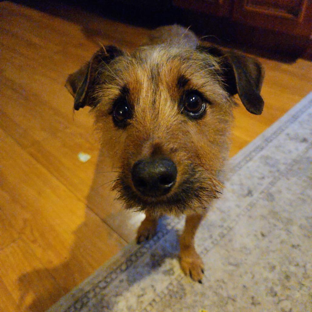 Enlarge Kenobi (Obi Wan Kenobi), a Adoptable mixed breed in West Chester, PA image 6/6