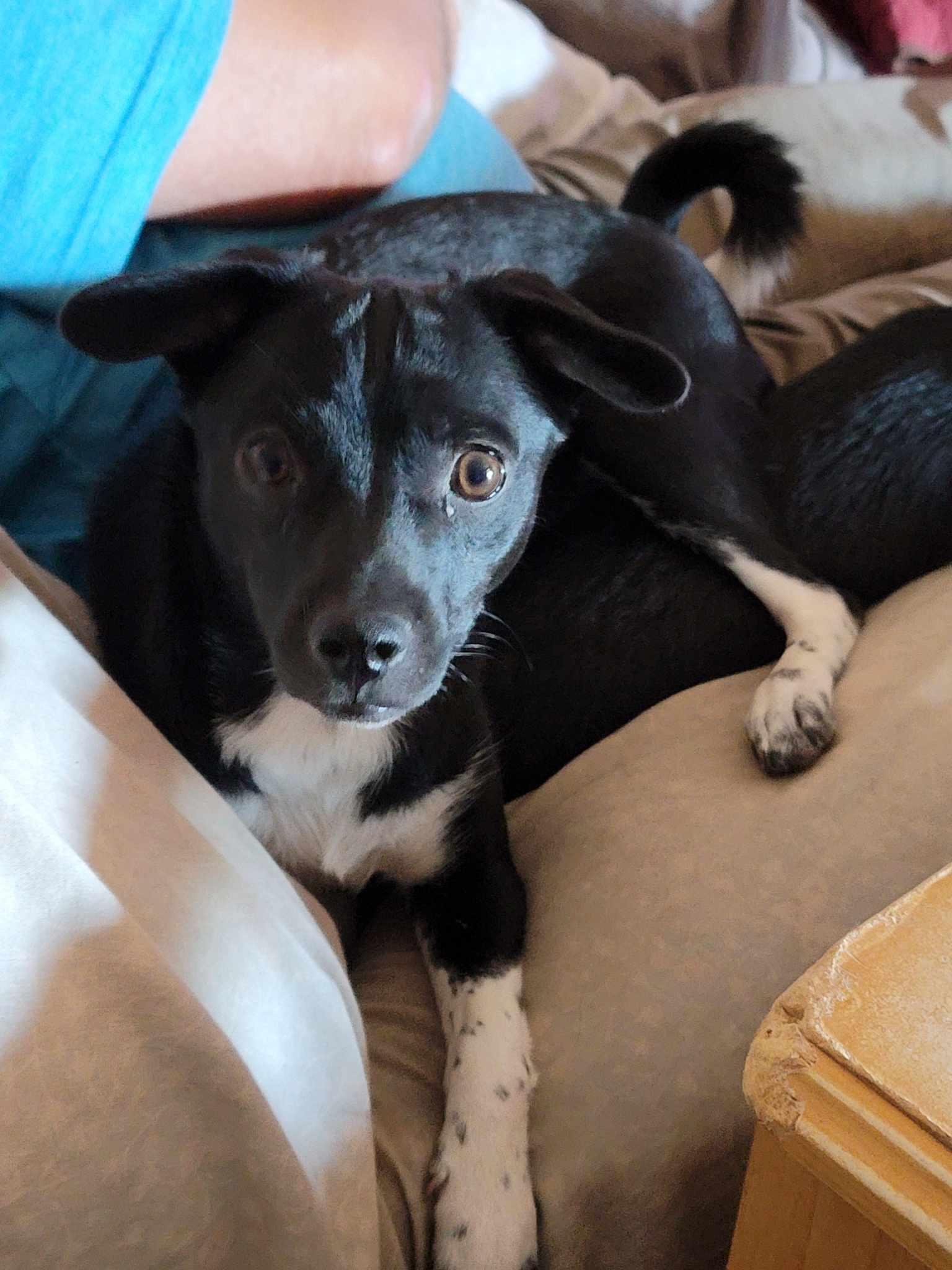 Clarrisa, Adoptable, Adult Female Chihuahua & Terrier.