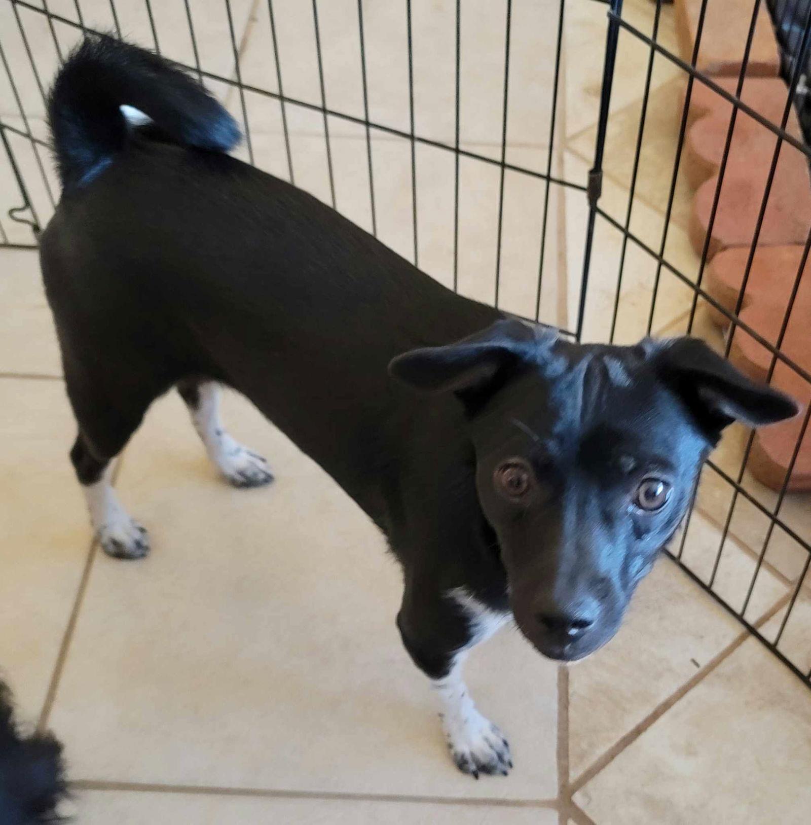 Enlarge Clarrisa, a Adoptable mixed breed in Tucson, AZ image 3/3