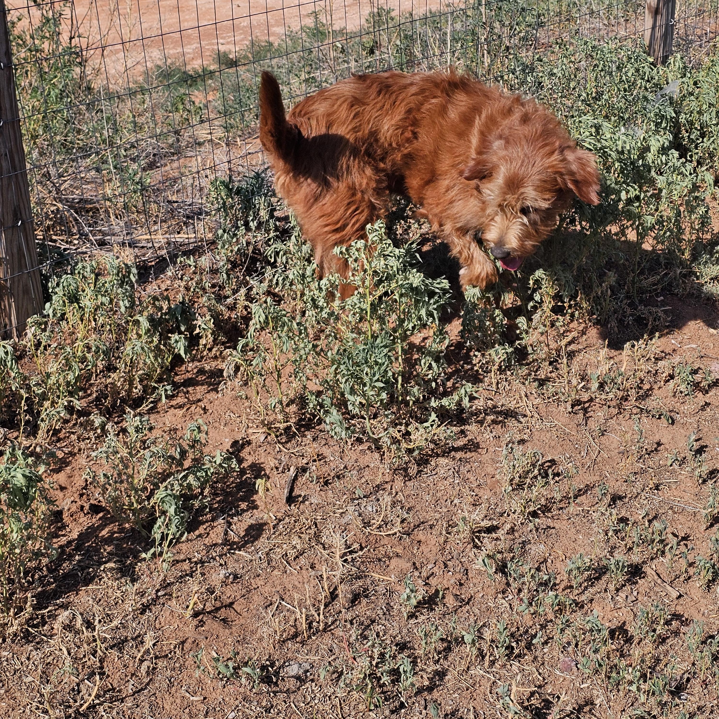 Enlarge Herooo, an adoptable mixed breed in Clovis, NM image 5/6