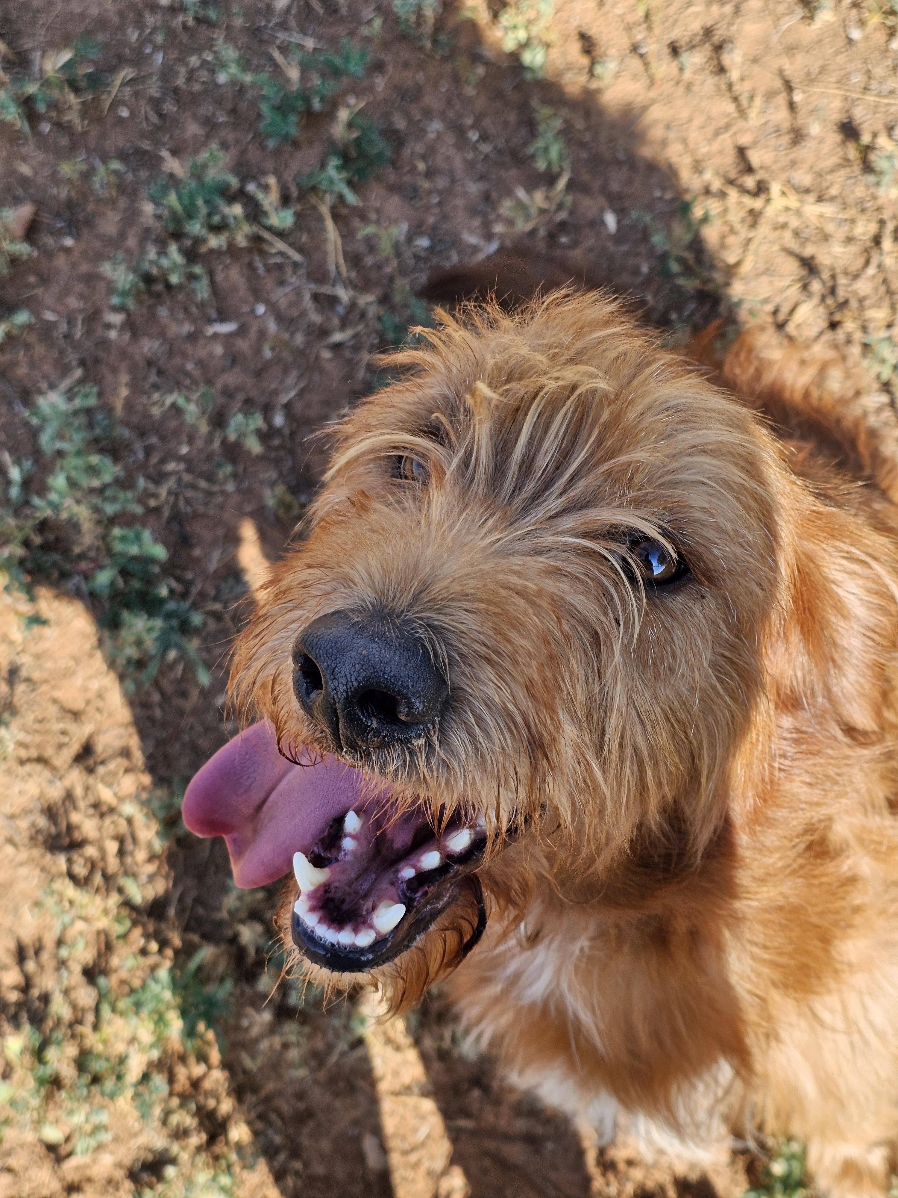 Enlarge Herooo, an adoptable mixed breed in Clovis, NM image 3/6