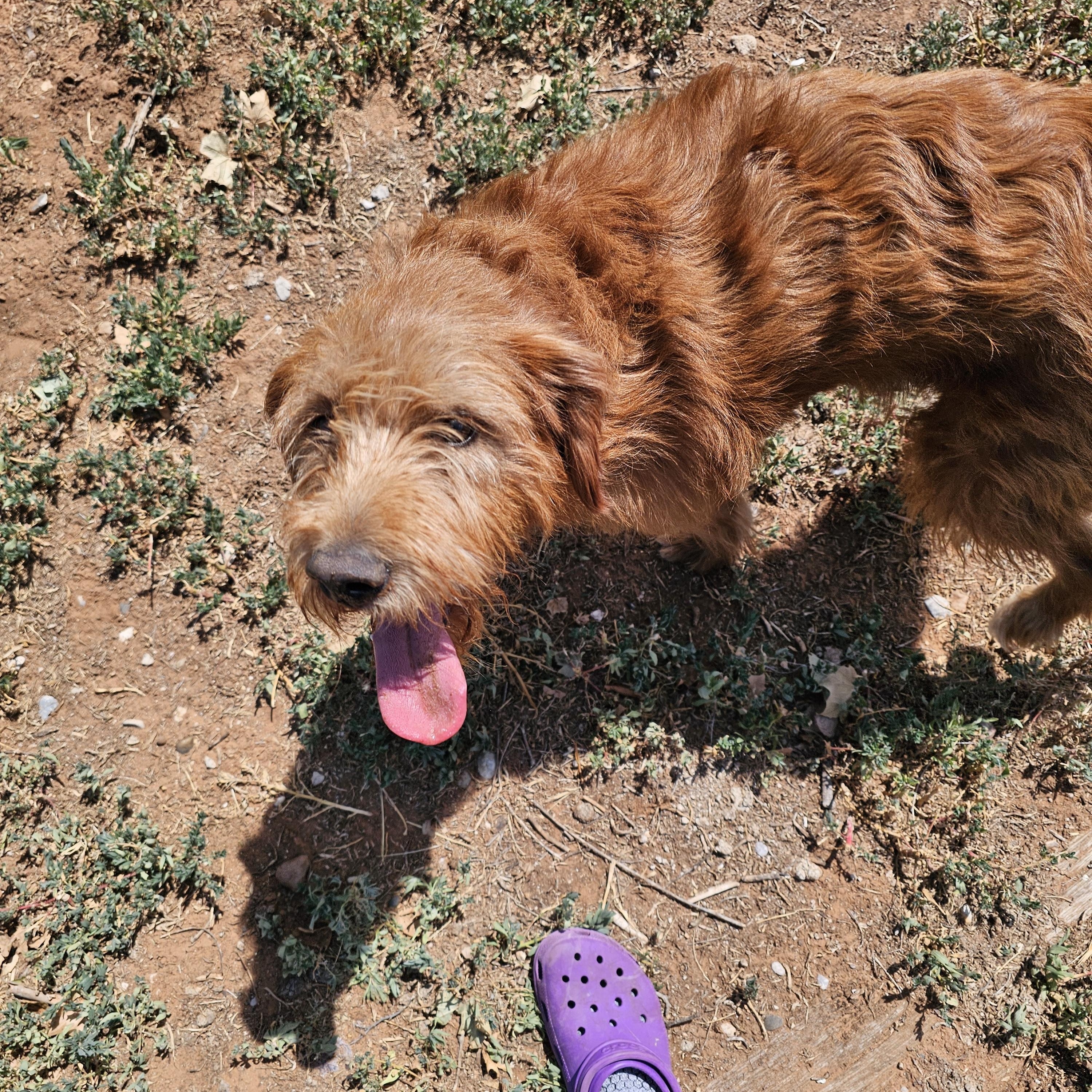 Enlarge Herooo, an adoptable mixed breed in Clovis, NM image 2/6