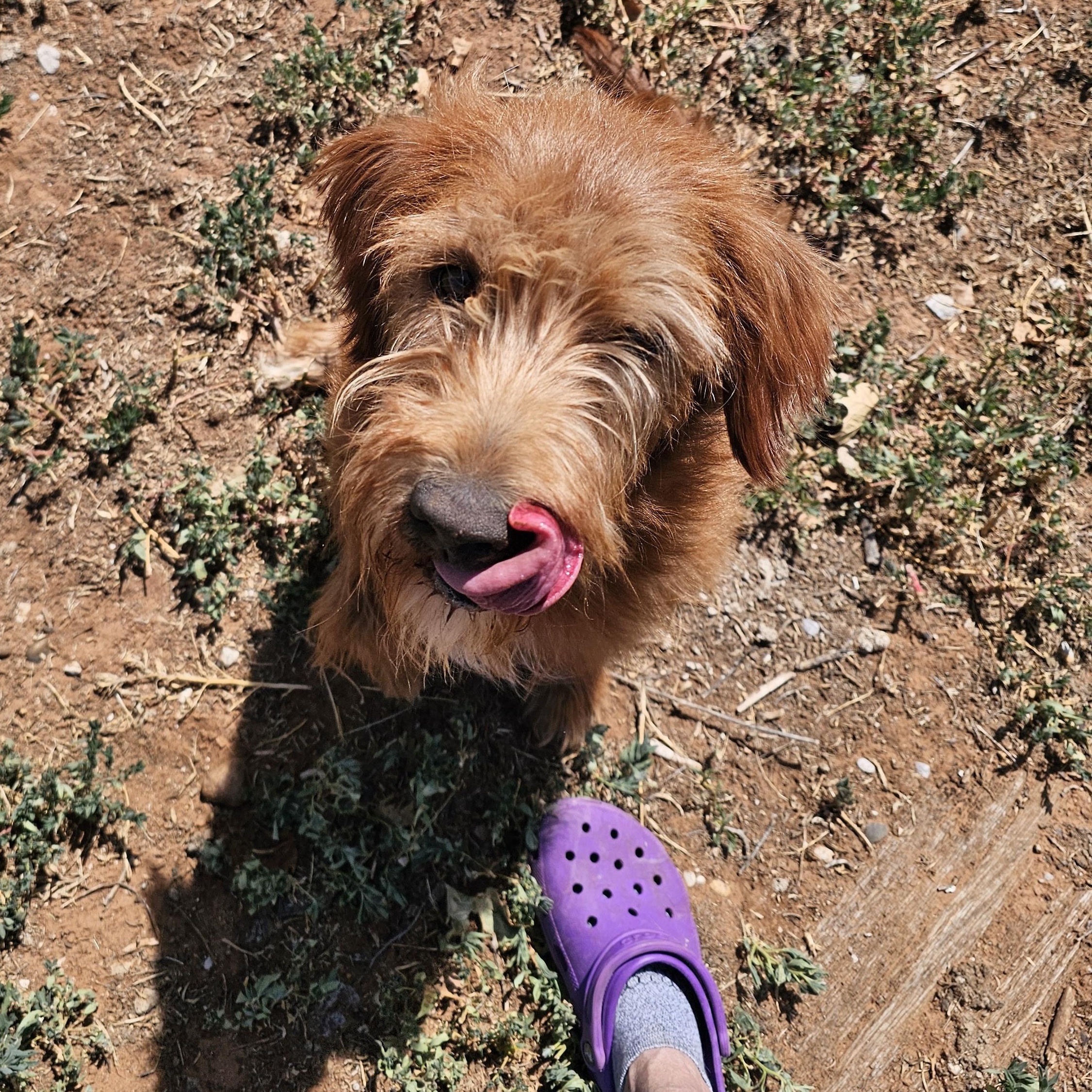 Herooo, adoptable, Young Male Airedale Terrier & Goldendoodle.
