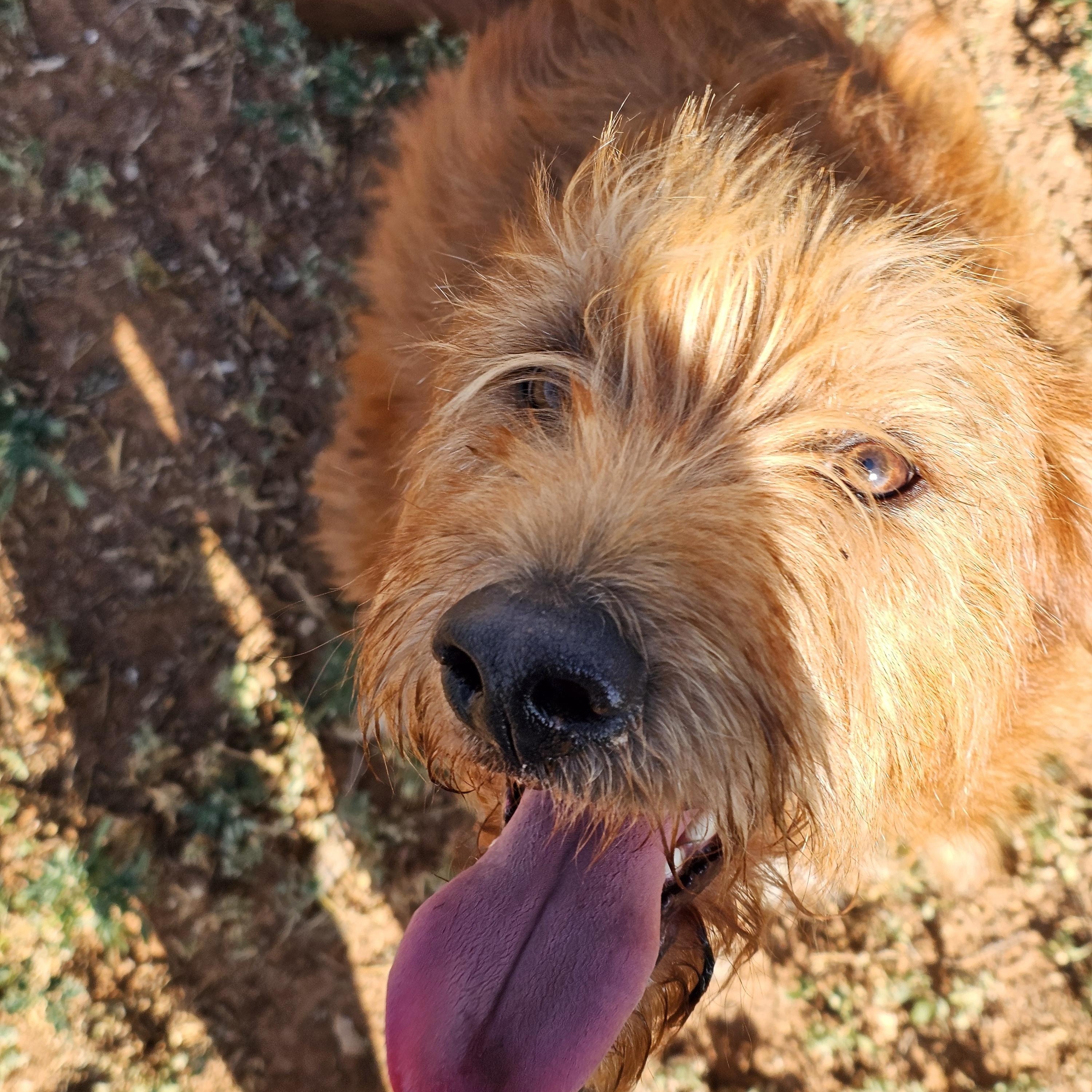 Enlarge Herooo, an adoptable mixed breed in Clovis, NM image 4/6