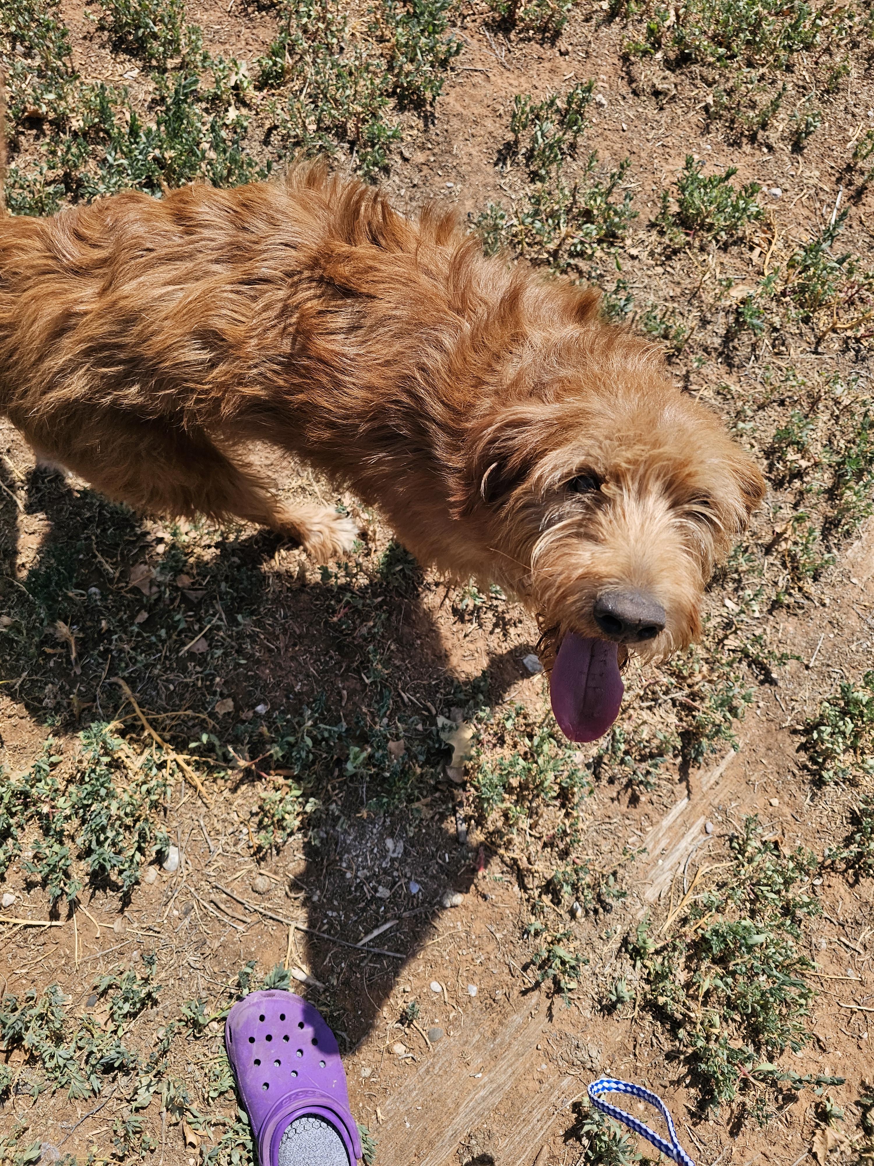 Enlarge Herooo, an adoptable mixed breed in Clovis, NM image 6/6