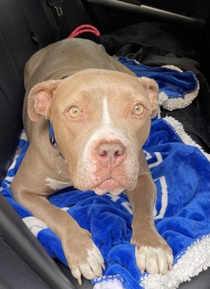 Minnie, Adoptable, Adult Female Mixed Breed & Mixed Breed.