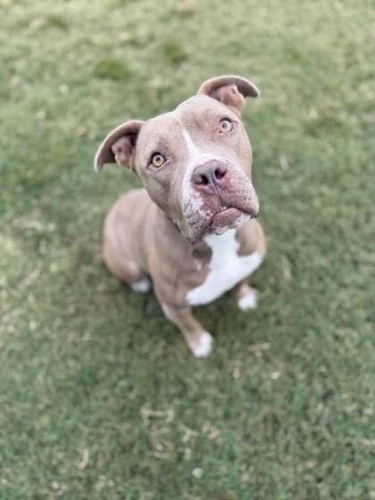 Enlarge Minnie, a Adoptable mixed breed in Memphis, TN image 1/3