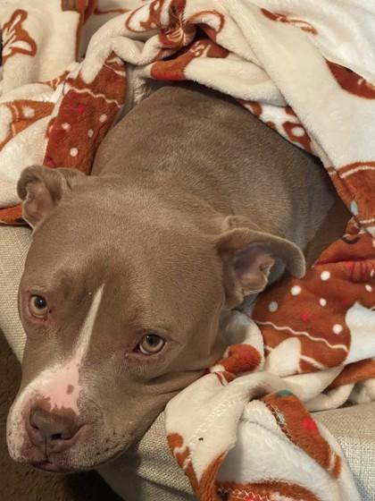 Minnie, Adoptable, Adult Female Mixed Breed & Mixed Breed.