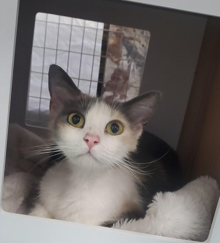 April, Adoptable, Adult Female Domestic Short Hair.