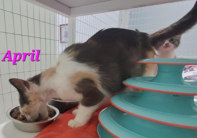 Enlarge April, a Adoptable Domestic Short Hair in Diamond Springs, CA image 2/3