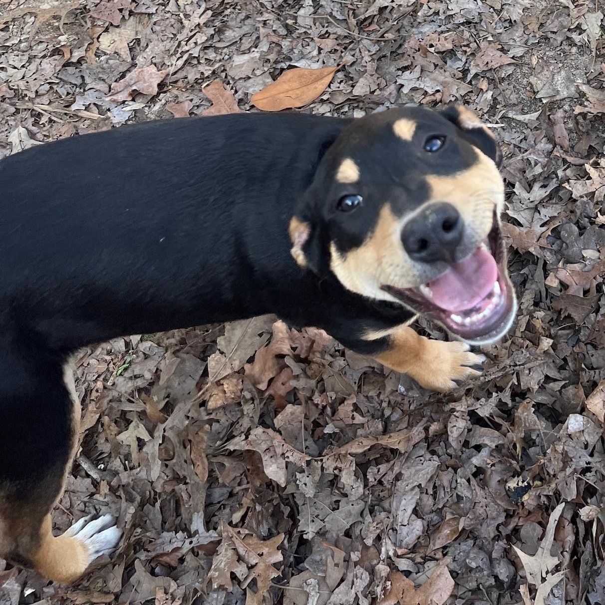 Ajax, ADOPTABLE, Puppy Male Coonhound.