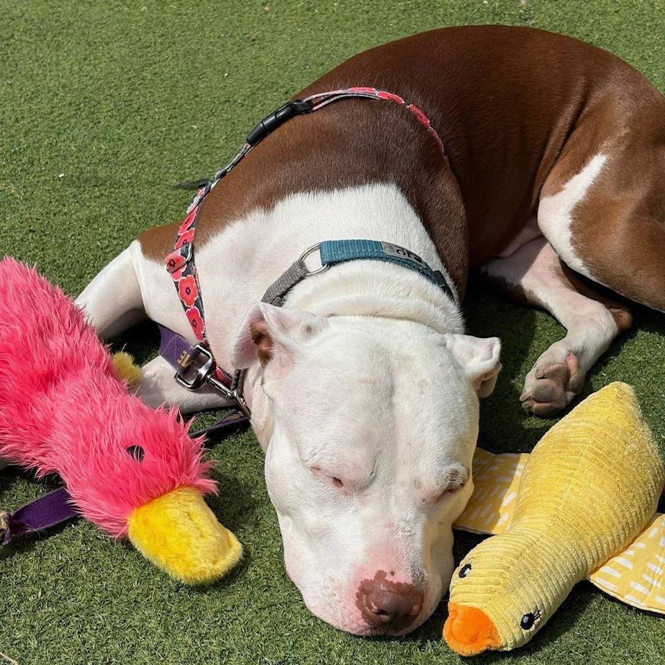 George, Adoptable, Adult Male Pit Bull Terrier.