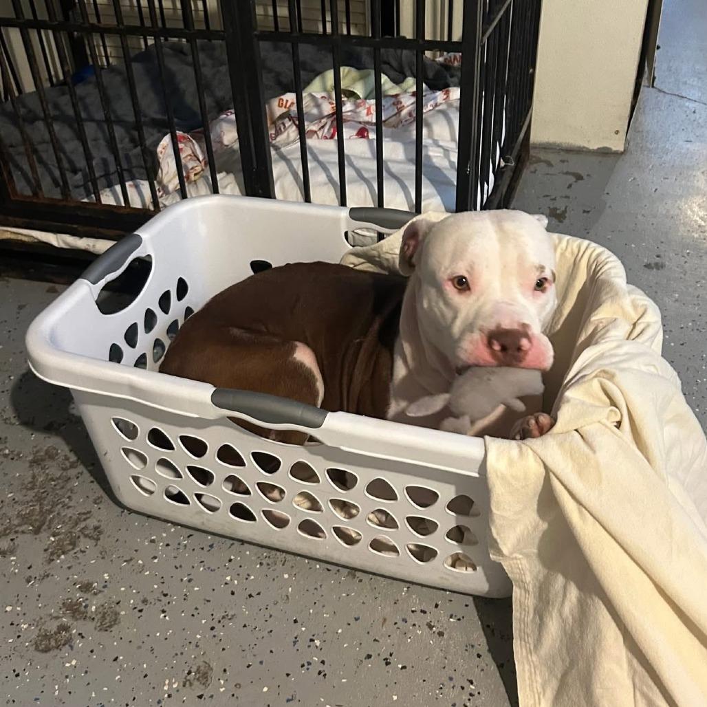 George, Adoptable, Adult Male Pit Bull Terrier.