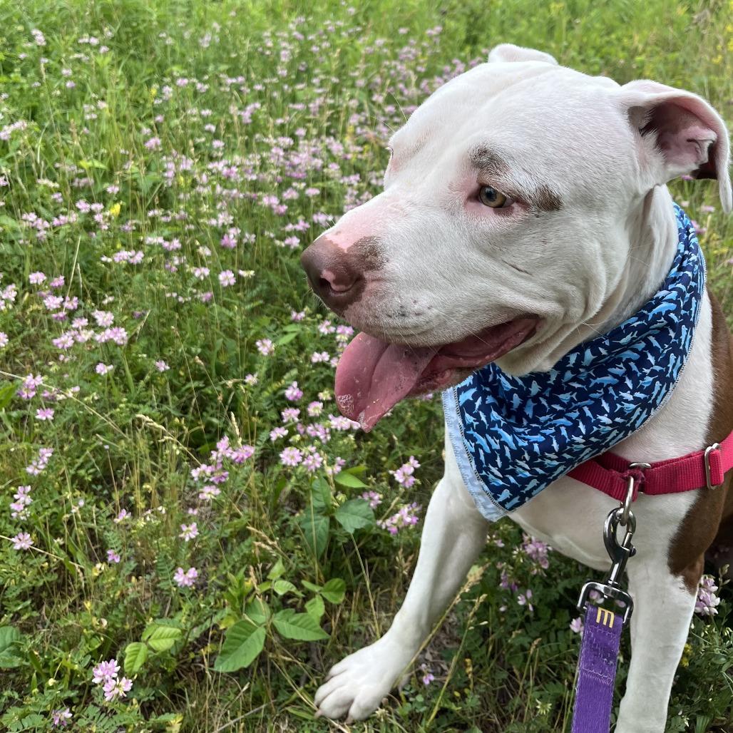Enlarge George, a Adoptable Pit Bull Terrier in Chicago, IL image 2/6