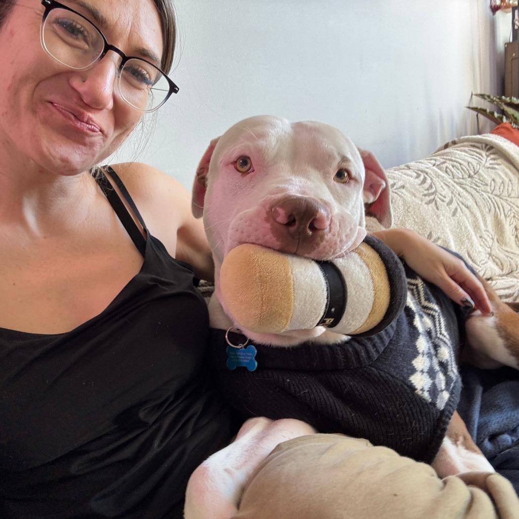 Enlarge George, a Adoptable Pit Bull Terrier in Chicago, IL image 3/6