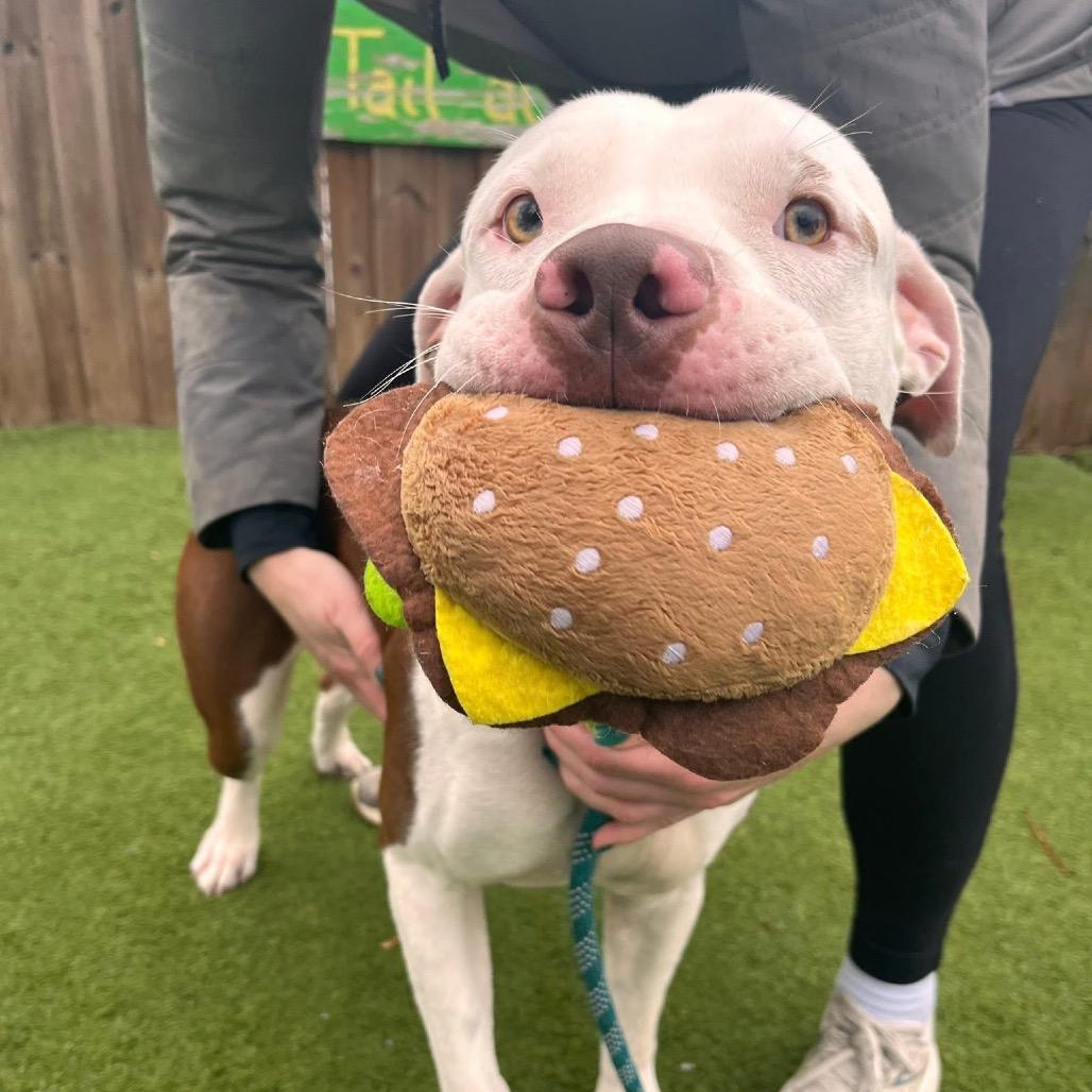 Enlarge George, a Adoptable Pit Bull Terrier in Chicago, IL image 4/6