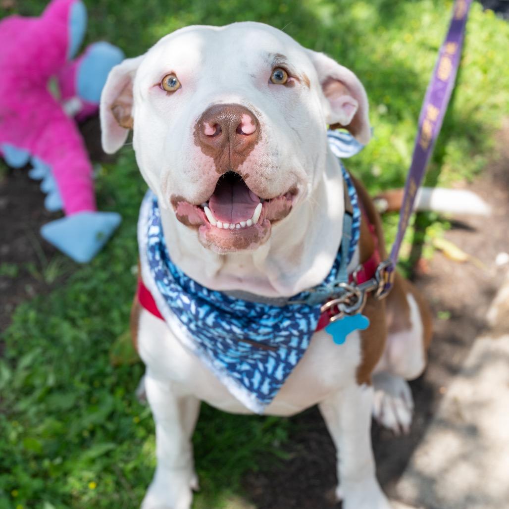 Enlarge George, a Adoptable Pit Bull Terrier in Chicago, IL image 4/6
