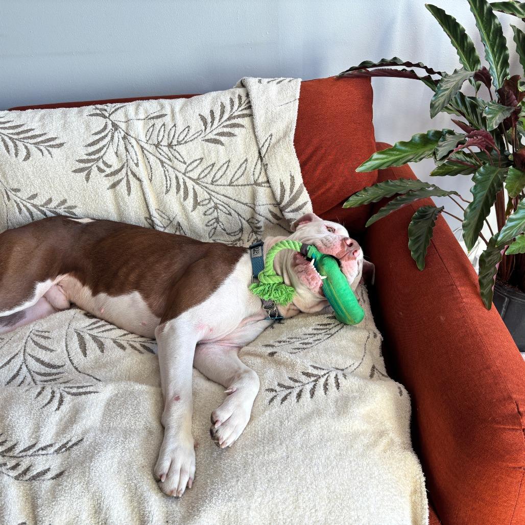 Enlarge George, a Adoptable Pit Bull Terrier in Chicago, IL image 5/6