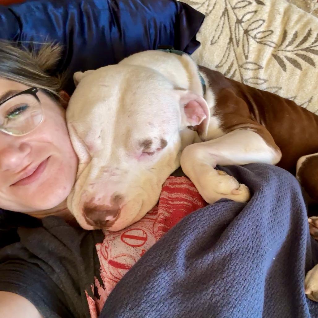 Enlarge George, a Adoptable Pit Bull Terrier in Chicago, IL image 6/6