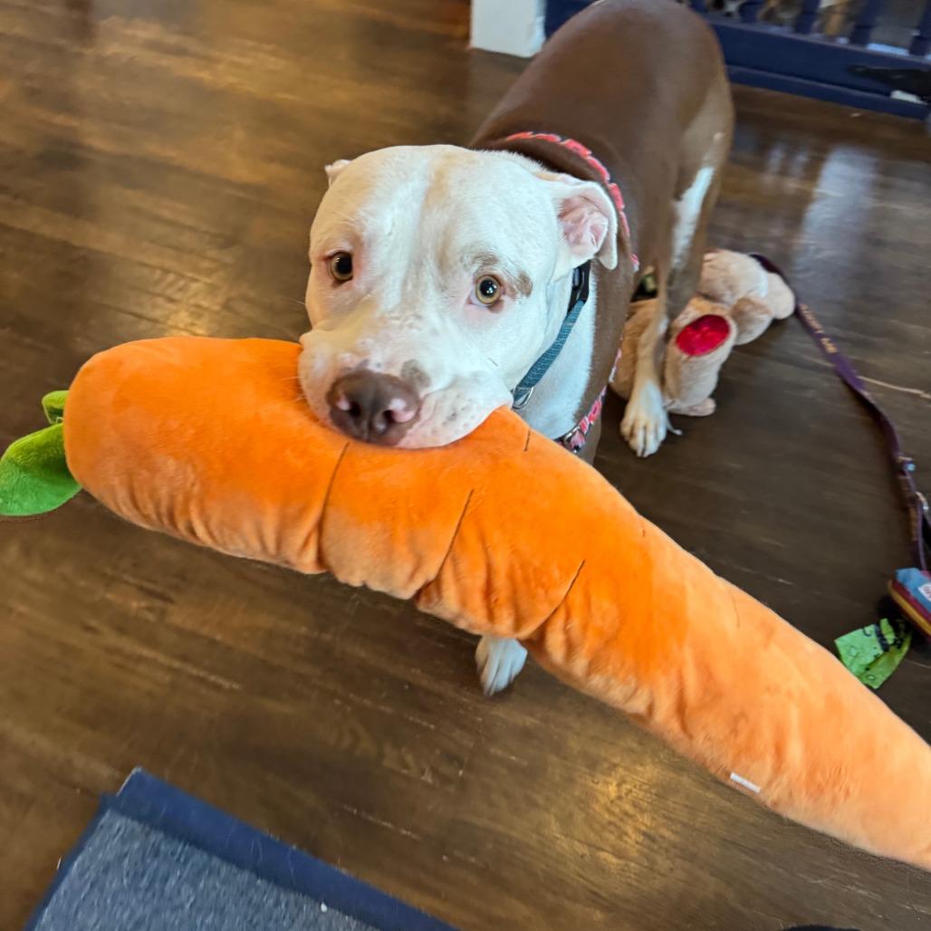 George, a Adoptable Pit Bull Terrier in Chicago, IL image 6/6