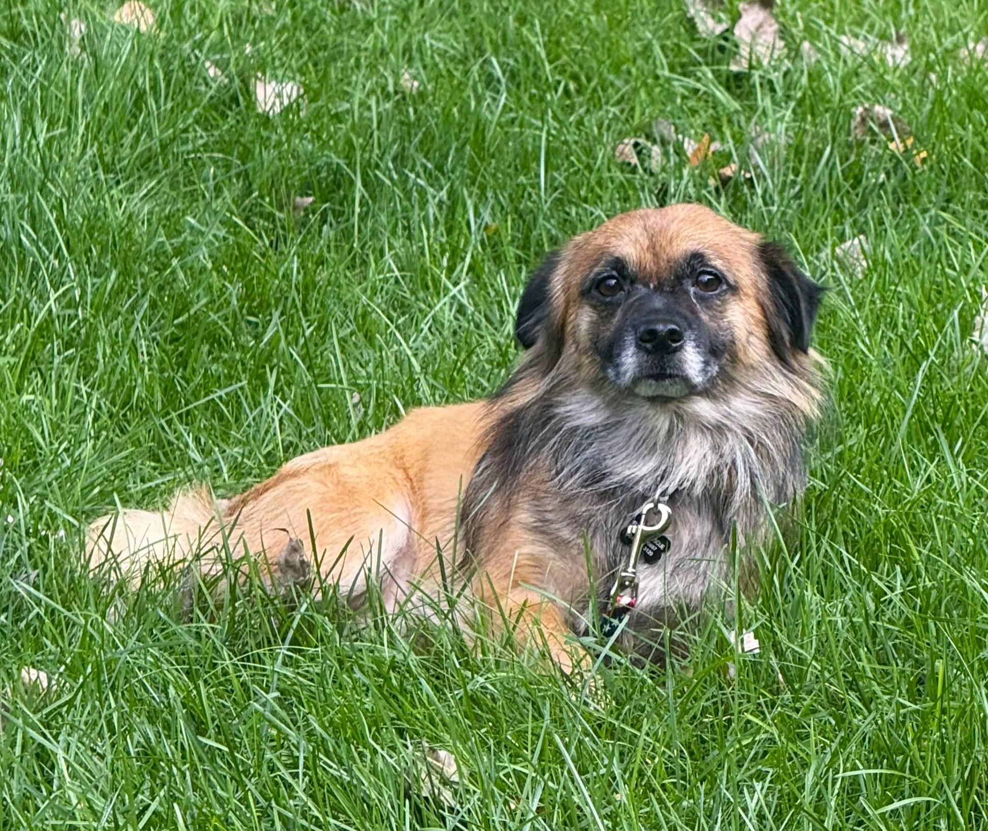 Enlarge Fozzie, a Adoptable mixed breed in Lisbon, IA image 3/5