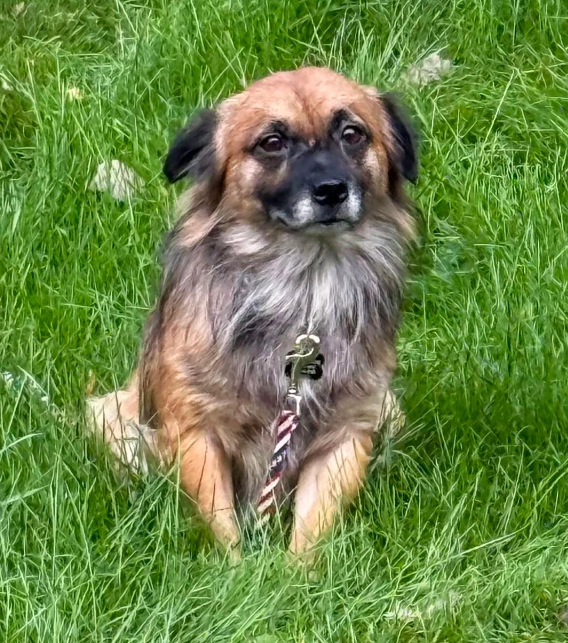 Enlarge Fozzie, a Adoptable mixed breed in Lisbon, IA image 5/5