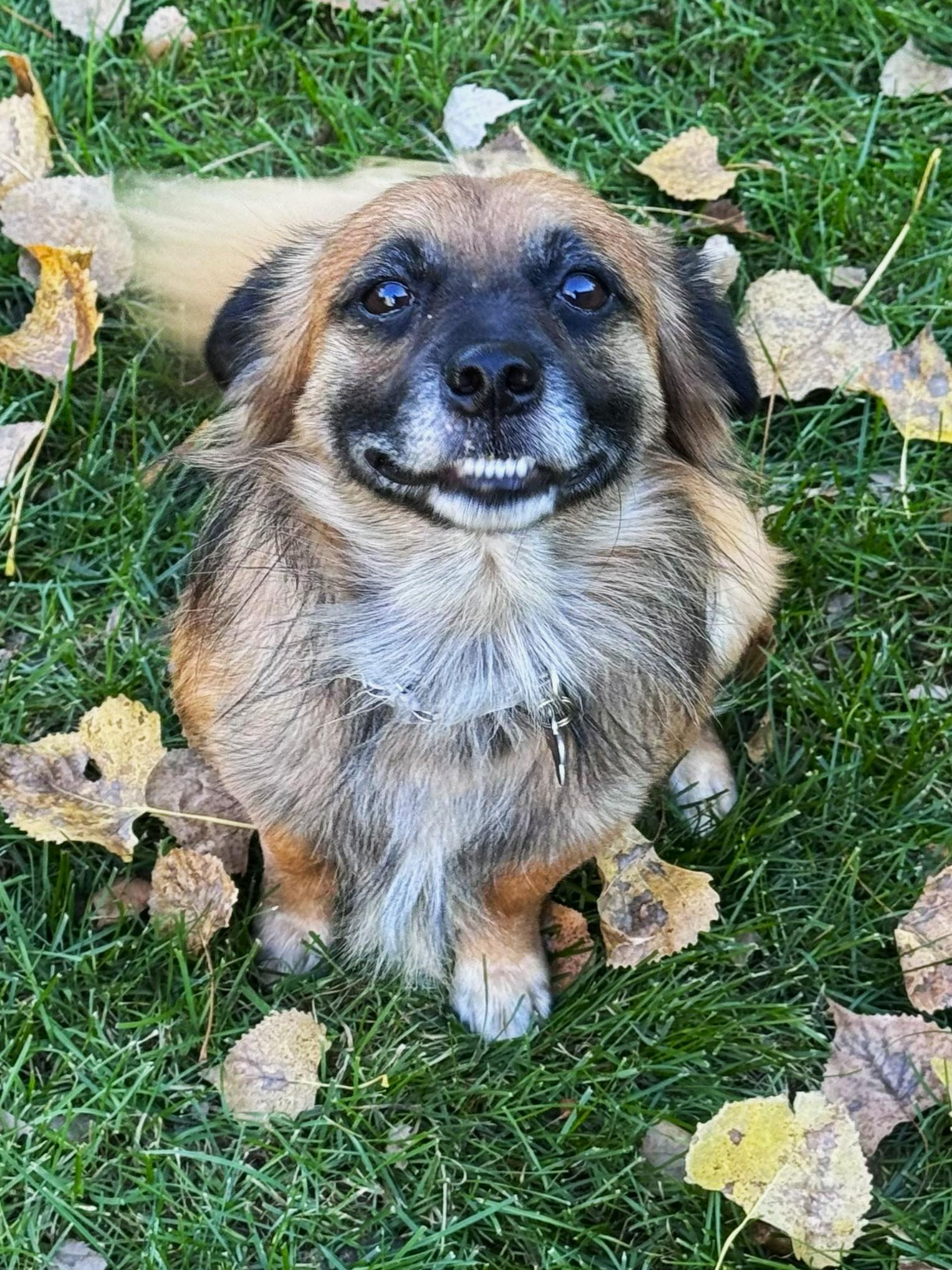 Enlarge Fozzie, a Adoptable mixed breed in Lisbon, IA image 1/5