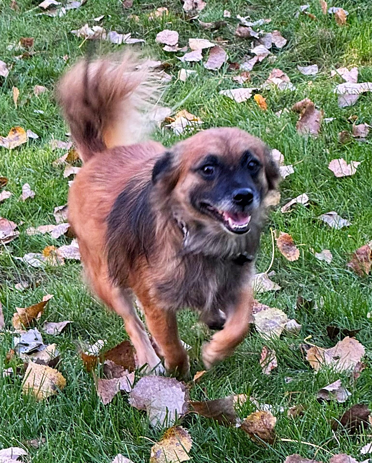 Enlarge Fozzie, a Adoptable mixed breed in Lisbon, IA image 2/5